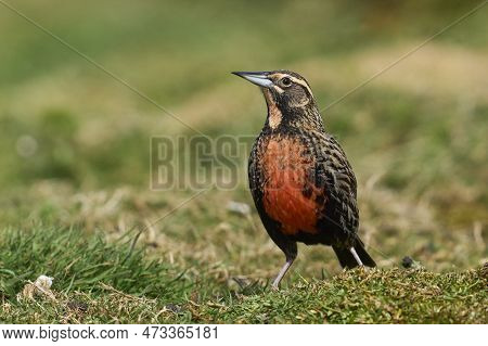 Long-tailed Meadowlark (sturnella Loyca Falklandica) Bathing In A Small Stream On Carcass Island In 