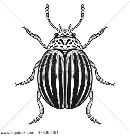 Striped Colorado Potato Beetle, Leptinotarsa Decemlineata Harmful Bug Insect Outline Sketch. Garden 