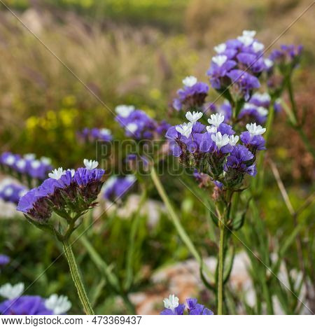 Limonium Sinuatum, Commonly Known As Wavyleaf Sea Lavender, Statice, Sea Lavender, Notch Leaf Marsh 
