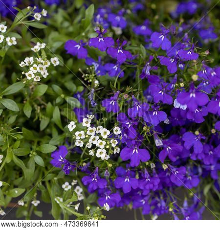 Flora Of Israel. Square Frame. Edging Lobelia (lobelia Erinus) In Garden,