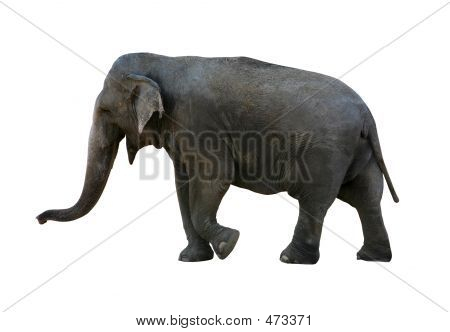 Éléphant avec Clipping Path