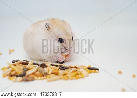 A Small White With Red Dzungar Hamster Eats Seeds On A White Table.