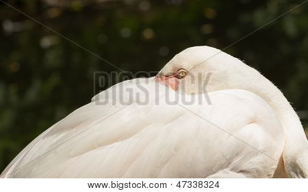 Větší Klidový Flamingo (phoenicopterus Roseus)
