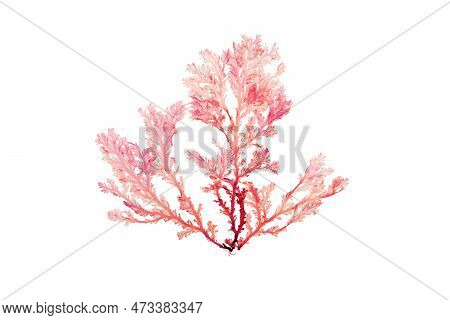 Rhodophyta Seaweed Or Red Algae Branch Isolated Transparent Png