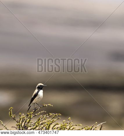 Desert Wheatear On A Beautiful Perch In Himalayas