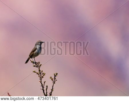 Chinese Ruby Thoat Female Calliope Tschebaiewi On A Beautiful Perch