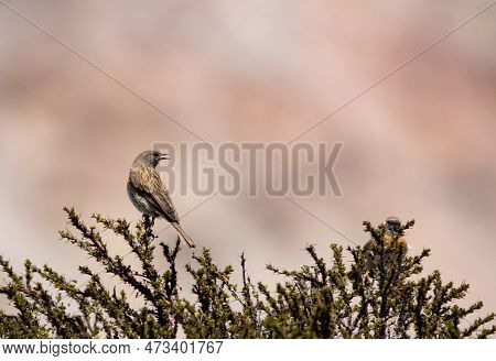 Robin Accentor Prunella Rubeculoides On A Beautiful Perch