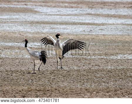 Black Necked Crane On Its Habitat In Himalayan Region