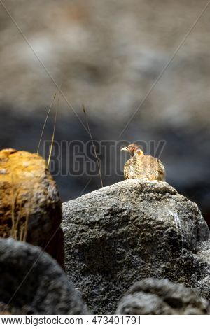 Tibetian Patridge Perdix Hodgsoniae On A Rock In Ladakh Region
