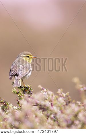 Sulphur Bellied Phylloscopus Griseolus On A Perch