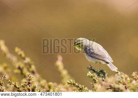 Sulphur Bellied Phylloscopus Griseolus On A Perch