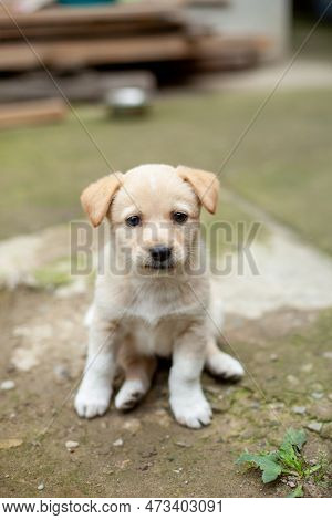 Small Cute Dog In The Yard. Sad Beige Stray Dog Looking At The Camera. Street Dog Is Asking To Be Ad