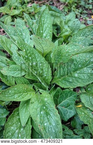 Natural Closeup On The Grey-spotted Foliage Of An Emerging Green Alkanet Plant, Pentaglottis Semperv