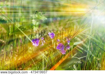 Beautiful Veronica Chamadris. Blue Flowers In The Spring In The Sun. Beautiful Floral Background Wit