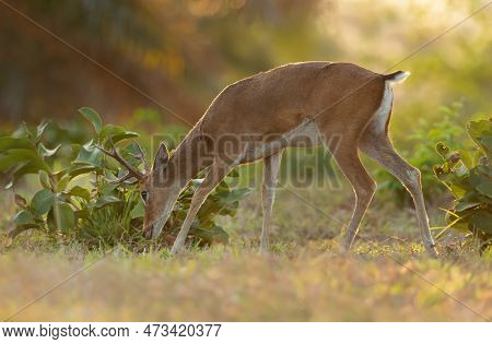 Close Up Of A Pampas Deer Grazing At Sunset, Pantanal, Brazil.