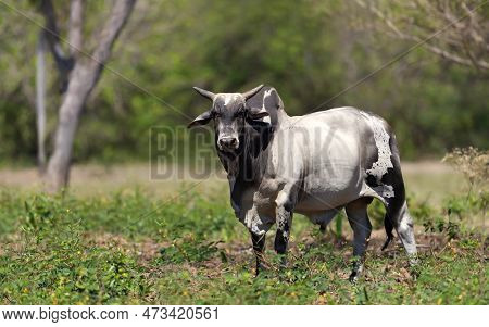 Close Up Of A Nelore Bull On Brazilian Farm, South Pantanal.