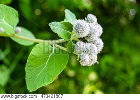 Beautiful Growing Flower Root Burdock Thistle On Background Meadow