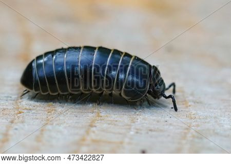 Detailed Closeup On A Black Pill Millipede Glomeris Marginata, Resembling A Woodlouse