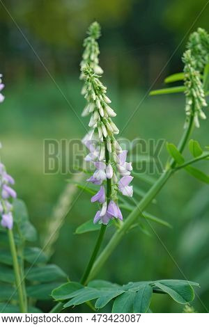 Vertical Closeup On The Emerging Purple Flowers Of Goat's Rue Or Italian Fitch, Galega Officinalis, 