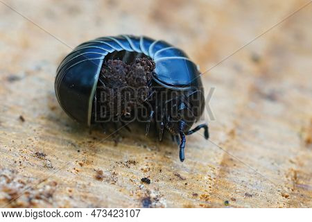 Detailed Closeup On A Black Pill Millipede Glomeris Marginata, Resembling A Woodlouse