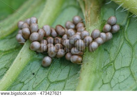 Detailed Closeup On The Eggs Of The Beautiful Small Emperor Moth, Saturnia Pavonia On The Underside 