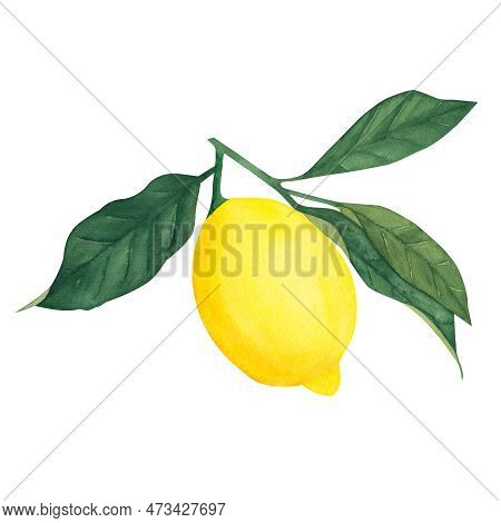 Watercolor Botanical Illlustration Of Lemon Tree Branch With Fruits On White Background.illustration