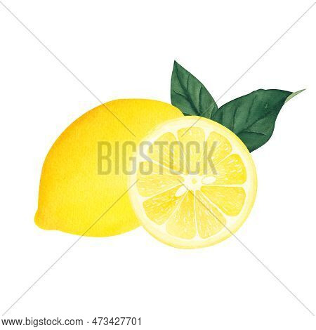 Watercolor Botanical Illlustration Of Lemon Tree Branch With Fruits And Flower On White Background.i