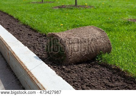 Landscaping, Laying Of Turf Rolls Or Roll Of Lawn Greens  In The Park. Narrow Strip Along The Curb. 
