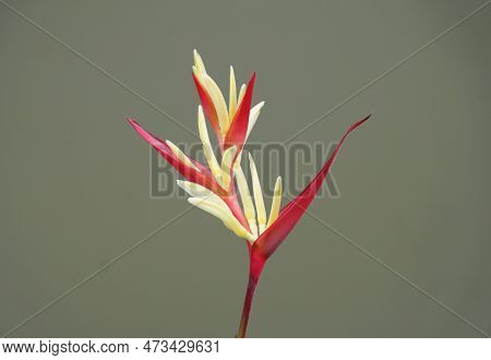 Close Up Of A Red And Yellow Flower Of Heliconia Psittacorum, A Unique Tropical Plant