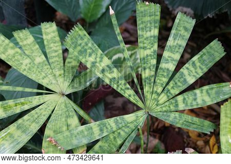Close Up Of The Beautiful Licuala Mattanensis Mottled Palm Tree Leaves