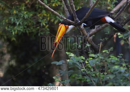 The Toco Toucan Bird On The Wood Tree