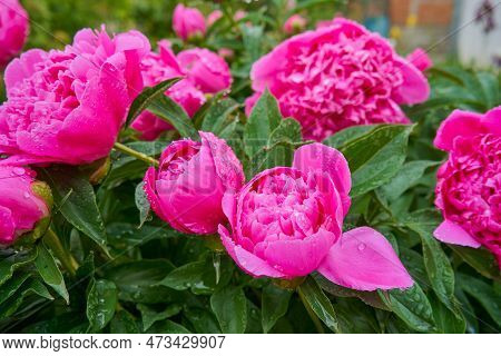 Peony Suzette, Perennial Peony Flowers Grow In The Garden, Growing Flowers