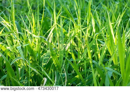 Green High Grass Background, Texture. Spring Time, Summer Season. Sunlight. Fair Weather, Bright Day