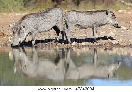 จิ๊กซอว์ - สะท้อนซ้ำรักหมูจากแอฟริกา