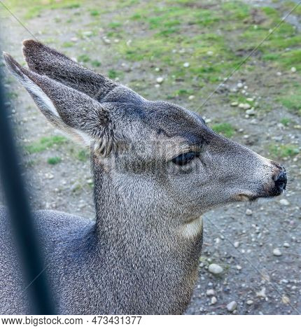 A Close-up Shot Of A Friendly Deer At An Animal Park In Issaquah, Wasington.