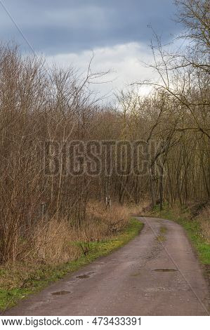 Dirt Road Between The Forest. There Is A Puddle Of Rain On The Road.