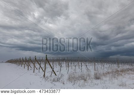 Winter Landscape With A Snowy Vineyard In South Moravia In The Czech Republic