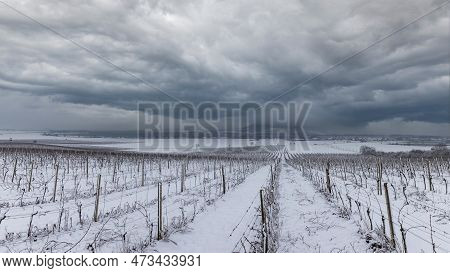 Beautiful Winter Landscape. A Snowy Vineyard Can Be Seen In The Foreground. In The Background Is The