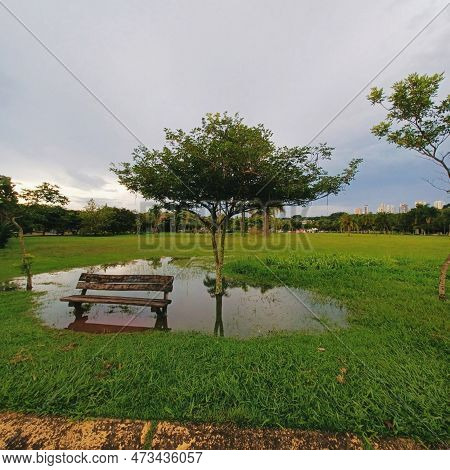 Tree And Benches With Rain Puddles In A Park