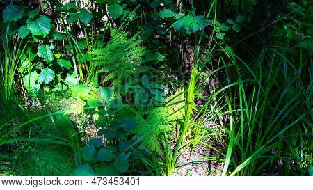 Fern Or Polypodiopsida Or Polypodiophyta Is Member Of Group Of Vascular Plants With Xylem And Phloem