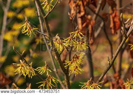 Flower Of Hamamelis Intermedia In Early Spring. Hamamelis Has Gorgeous Yellow Flowers In Early Sprin