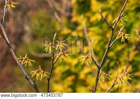 Flower Of Hamamelis Intermedia In Early Spring. Hamamelis Has Gorgeous Yellow Flowers In Early Sprin