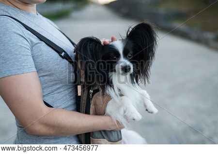 A Woman Walks With A Dog In A Backpack. A Close-up Portrait Of A Continental Pappilion Spaniel In A 