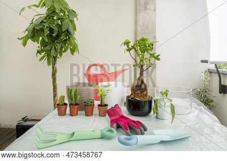 Table With Gardener's Utensils, Ficus Ginseng, Pachira Aquatica And Cactus With Watering Can And Flo