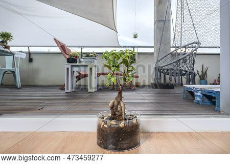 Ficus Bonsai Ginseng In Its Glass Pot And In The Background A Wooden Terrace With A Gray Hanging Bah