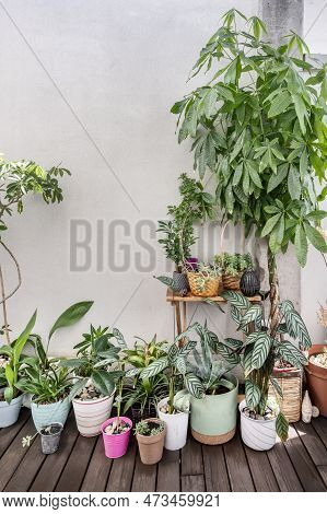 Several Decorative Plants Of Various Types With Many Different Pots, Pachira Aquatica, Schefflera, P