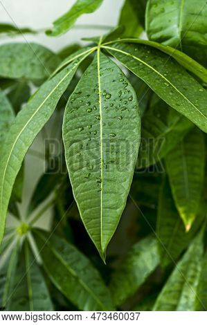 Nice Leaves Of Pachira Aquatica With Drops Of Water