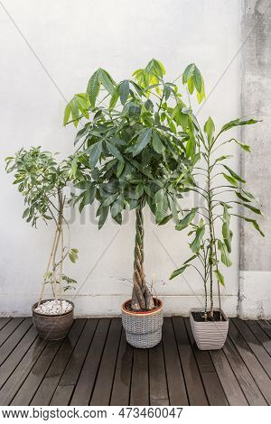 Trio Of Beautiful Decorative Plants With Bamboo, Pachira Aquatica And Schefflera Arboricola