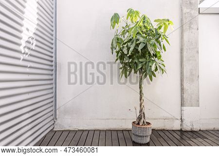 The Pachira Or Guava Chestnut Is A Tropical Tree That Is Grown As An Indoor Plant For Its Elegance A