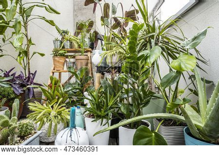 Set Of Assorted Indoor Decorative Plants With Cacti, Pachira Aquatica, Palam, Olive, Aloe Vera, Cand
